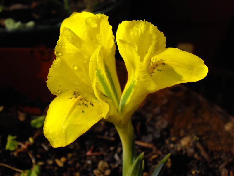 Iris danfordiae photo